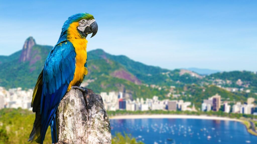 Rio December 2025 Events: Luxury Guide Ipanema & Leblon