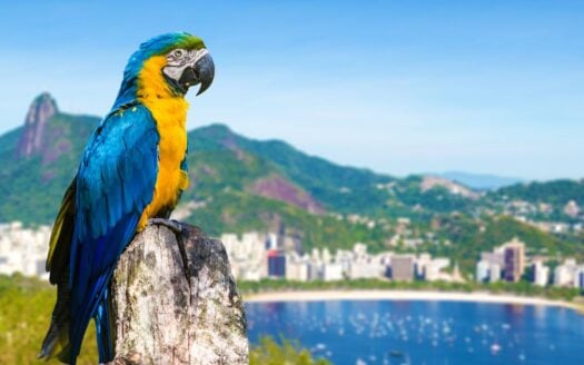 Rio December 2025 Events: Luxury Guide Ipanema & Leblon