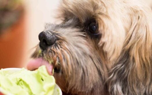 Dog Ice Cream in Rio de Janeiro Where to Cool Down Your Pet During Extreme Heat