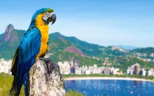 Investimento estrangeiro em imóveis no Rio de Janeiro aumentará em 2026