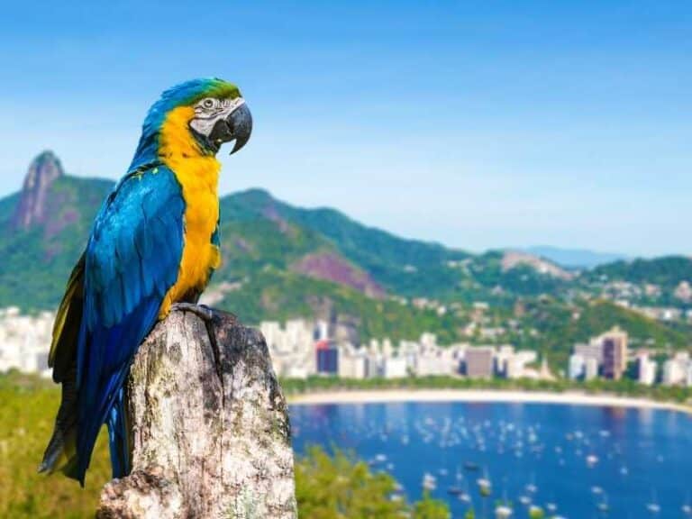 Investimento estrangeiro em imóveis no Rio de Janeiro aumentará em 2026